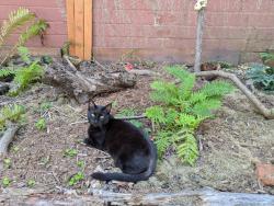 Lost Male Cat last seen Bidwell park, Buffalo, NY 14222