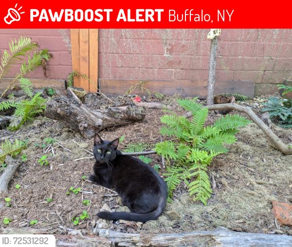 Lost Male Cat last seen Bidwell park, Buffalo, NY 14222