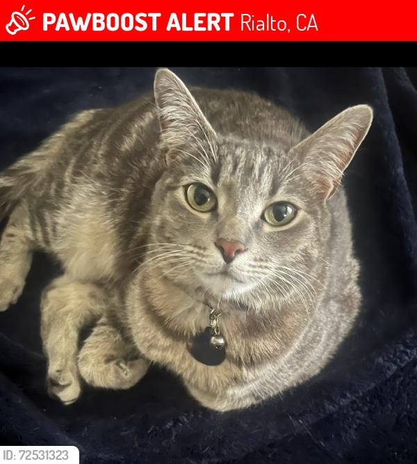 Lost Female Cat last seen Wabash St and Oliver Ave, Rialto, CA 92376