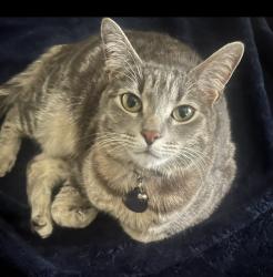 Lost Female Cat last seen Wabash St and Oliver Ave, Rialto, CA 92376