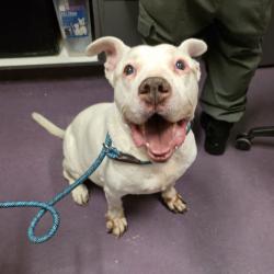Found/Stray Male Dog last seen Near Roswell Avenue, Long Beach, CA, USA, Long Beach, CA 90804