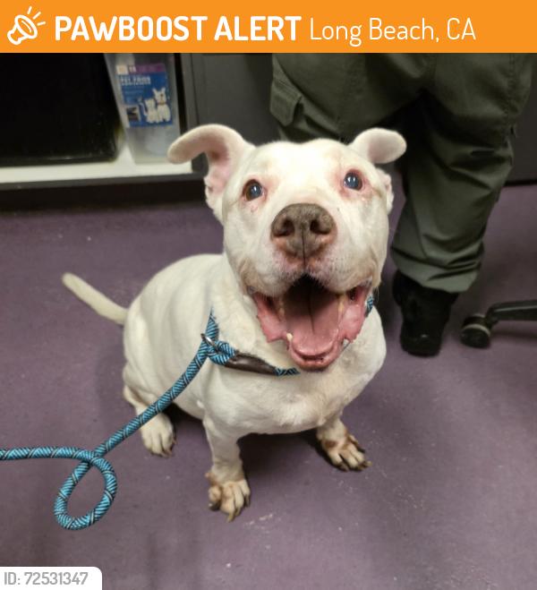 Found/Stray Male Dog last seen Near Roswell Avenue, Long Beach, CA, USA, Long Beach, CA 90804