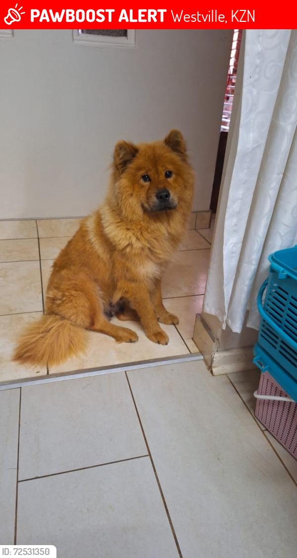 Lost Female Dog last seen Near willaim hart road, Westville, KZN 3630