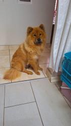 Lost Female Dog last seen Near willaim hart road, Westville, KZN 3630