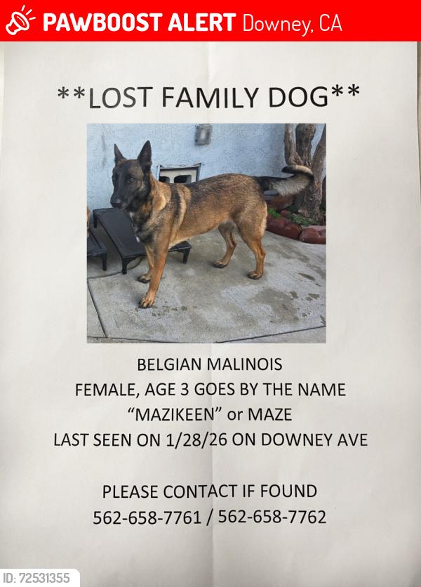 Lost Female Dog last seen Between florence and Firestone , Downey, CA 90241