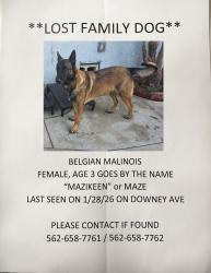 Lost Female Dog last seen Between florence and Firestone , Downey, CA 90241