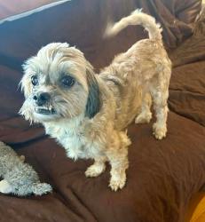 Lost Male Dog last seen Near winter meadow drive, wake forest, nc, Wake Forest, NC 27587