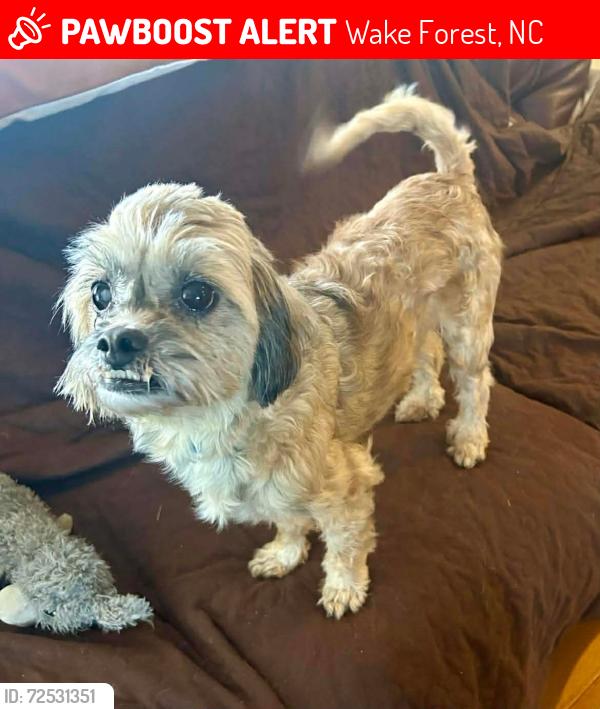 Lost Male Dog last seen Near winter meadow drive, wake forest, nc, Wake Forest, NC 27587