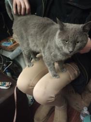 Lost Male Cat last seen Federal and 62nd Ave, Denver, CO 80221