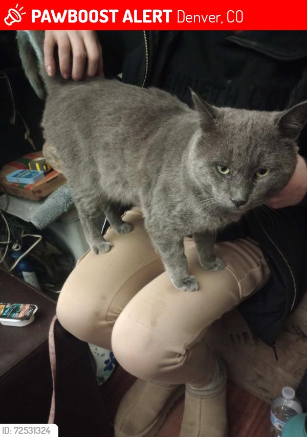 Lost Male Cat last seen Federal and 62nd Ave, Denver, CO 80221
