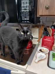 Lost Male Cat last seen St. John Drive  Clearwater, Clearwater, FL 33759
