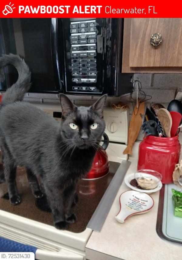 Lost Male Cat last seen St. John Drive  Clearwater, Clearwater, FL 33759
