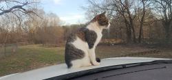 Lost Male Cat last seen Culdesac, Fountain Inn, SC 29644