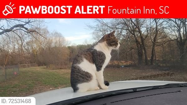 Lost Male Cat last seen Culdesac, Fountain Inn, SC 29644