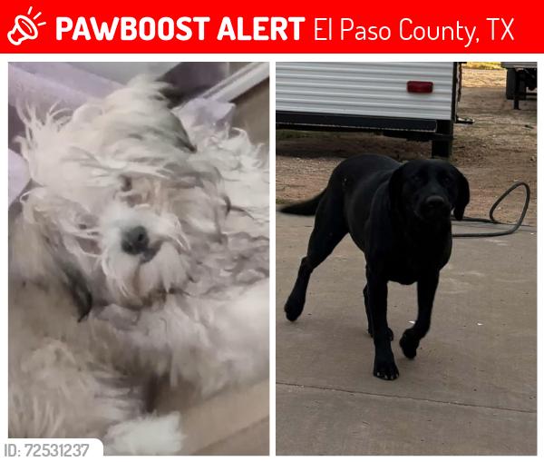 Lost Unknown Dog last seen Asencion el paso tx , El Paso County, TX 79928