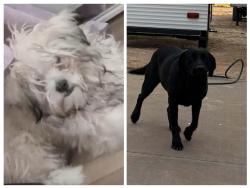 Lost Unknown Dog last seen Asencion el paso tx , El Paso County, TX 79928