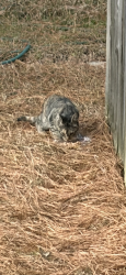 Found/Stray Unknown Cat last seen cypress church rd/hillmon grove rd, Cypress Church Rd, NC 28326