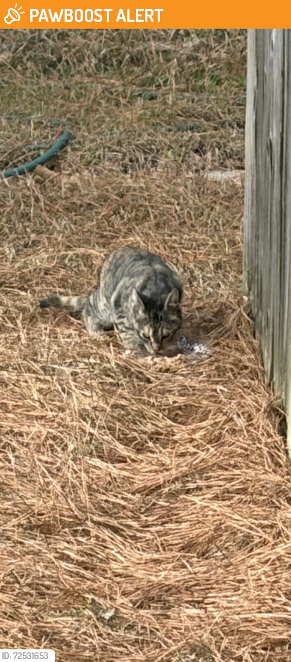 Found/Stray Unknown Cat last seen cypress church rd/hillmon grove rd, Cypress Church Rd, NC 28326
