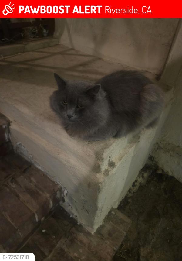 Lost Male Cat last seen Market and 4th st, Riverside, CA 92501