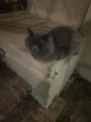 Lost Male Cat last seen Market and 4th st, Riverside, CA 92501