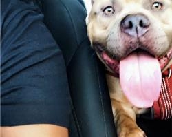 Lost Male Dog last seen Braker lane , Austin, TX 78758