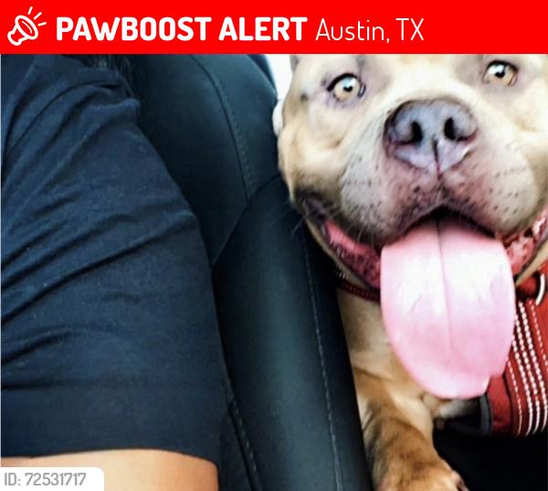 Lost Male Dog last seen Braker lane , Austin, TX 78758