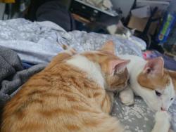 Lost Male Cat last seen Goldpoint drive and cloud place, Cleveland, TN 37311