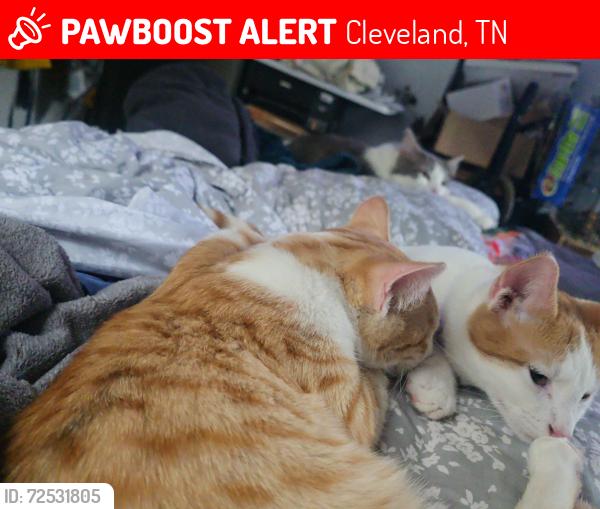 Lost Male Cat last seen Goldpoint drive and cloud place, Cleveland, TN 37311