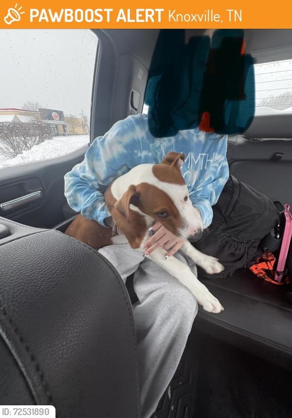 Surrendered Male Dog last seen Kroger Clinton highway , Knoxville, TN 37912