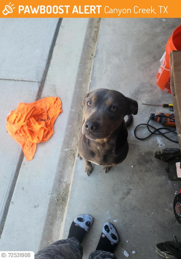 Found/Stray Female Dog last seen Mercedes st, Canyon Creek, TX 76048