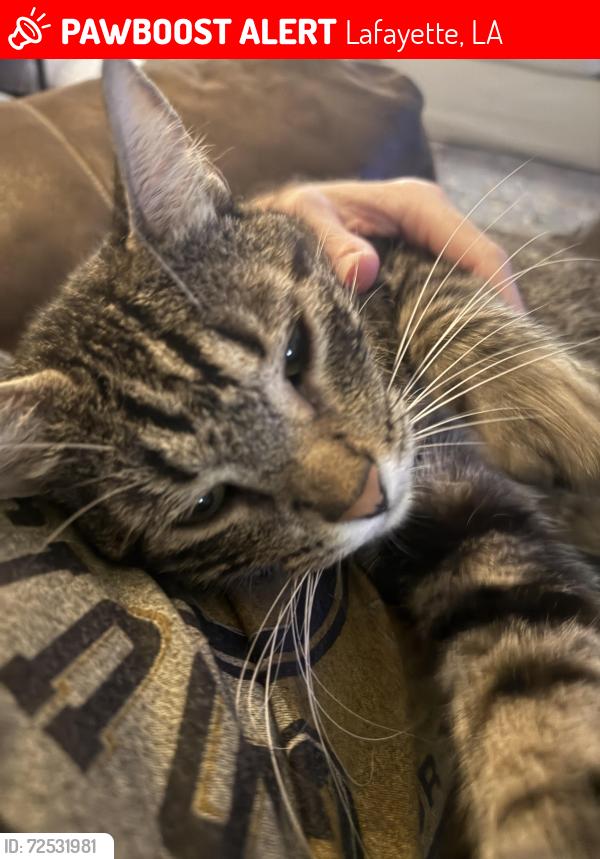 Lost Male Cat last seen Greenhaven Drive, Lafayette, LA 70508