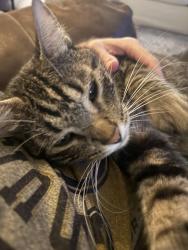 Lost Male Cat last seen Greenhaven Drive, Lafayette, LA 70508