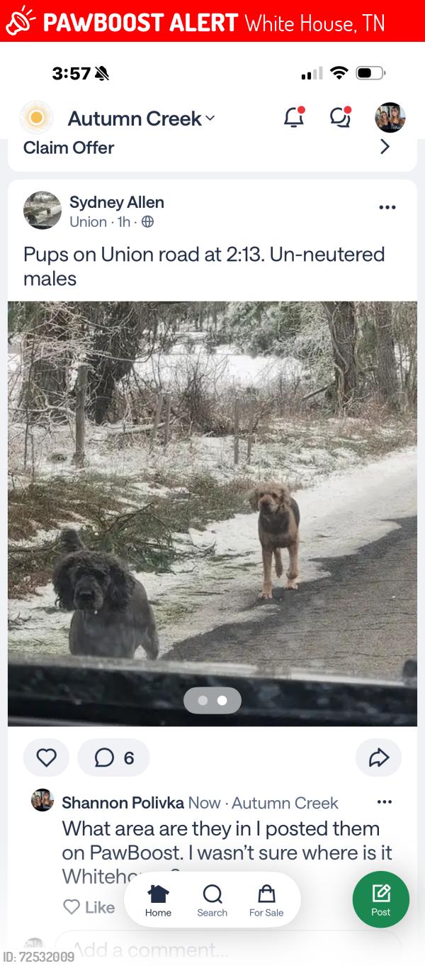 Lost Male Dog last seen Union rd at 2:15, White House, TN 37188