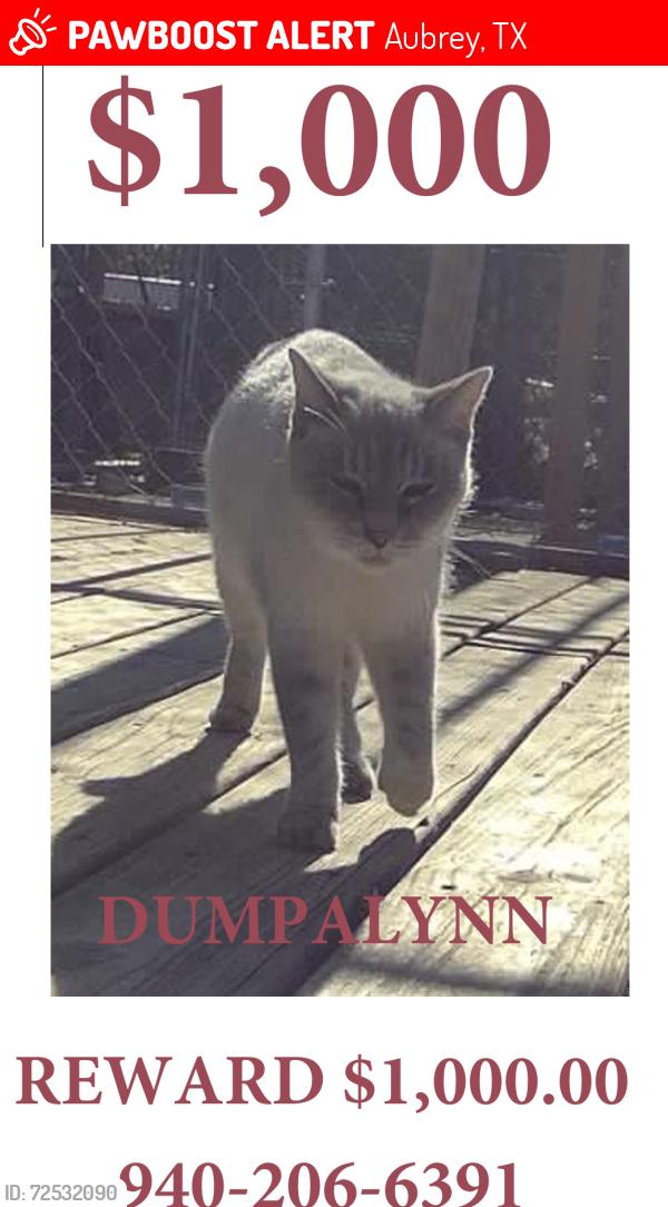 Lost Female Cat last seen Blackjack Road West, Aubrey, TX 76227
