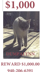 Lost Female Cat last seen Blackjack Road West, Aubrey, TX 76227
