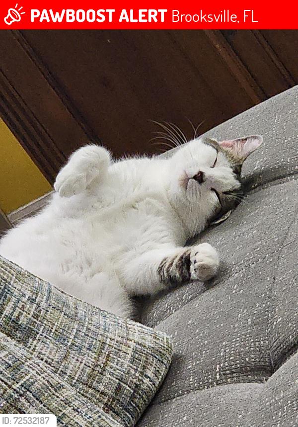 Lost Male Cat last seen Delao lane and Canada goose , Brooksville, FL 34614