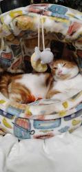 Lost Male Cat last seen Hewitt, Chattanooga, TN 37421