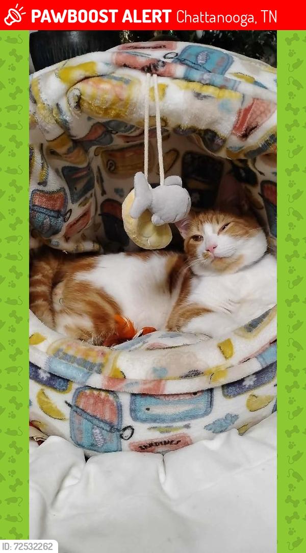 Lost Male Cat last seen Hewitt, Chattanooga, TN 37421