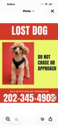 Lost Male Dog last seen Dulles Airport-Economy Parking Green Lot, Sterling, VA 20166