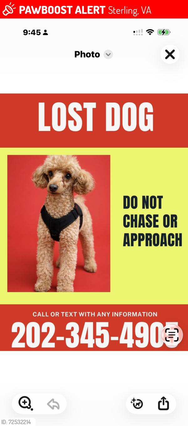 Lost Male Dog last seen Dulles Airport-Economy Parking Green Lot, Sterling, VA 20166