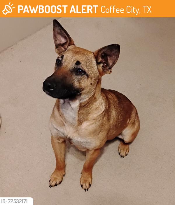 Found/Stray Female Dog last seen Tip Top Liquor at CR 4322 off FM 315, Coffee City, Coffee City, TX 75763