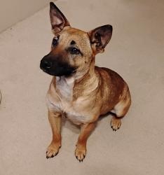 Found/Stray Female Dog last seen Tip Top Liquor at CR 4322 off FM 315, Coffee City, Coffee City, TX 75763