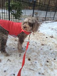 Lost Female Dog last seen New Hope Church Road and Old NC 86., Walnut Grove Rd, NC 27565
