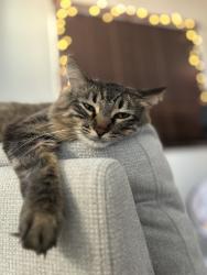 Lost Female Cat last seen Cesena way: shady trails community, Fontana, CA 92336