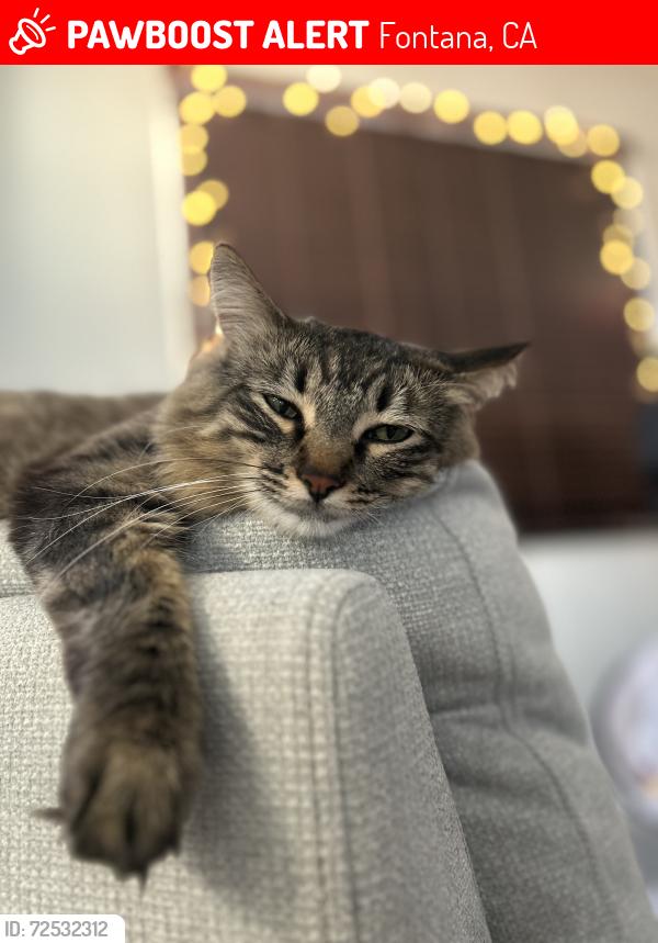 Lost Female Cat last seen Cesena way: shady trails community, Fontana, CA 92336