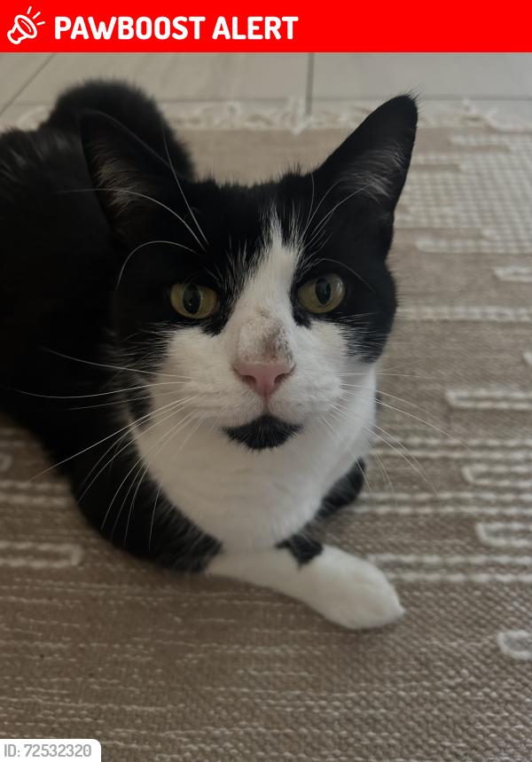 Lost Male Cat last seen Aslockton, Aslockton, England NG13