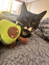 Lost Male Cat last seen Heathrow Airport , Cranford, England TW5 9QG