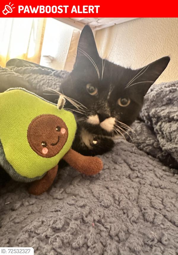 Lost Male Cat last seen Heathrow Airport , Cranford, England TW5 9QG