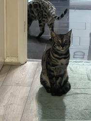 Lost Male Cat last seen Woodmer Close Shillington Bedfordshire sg53pa, Shillington, England SG5
