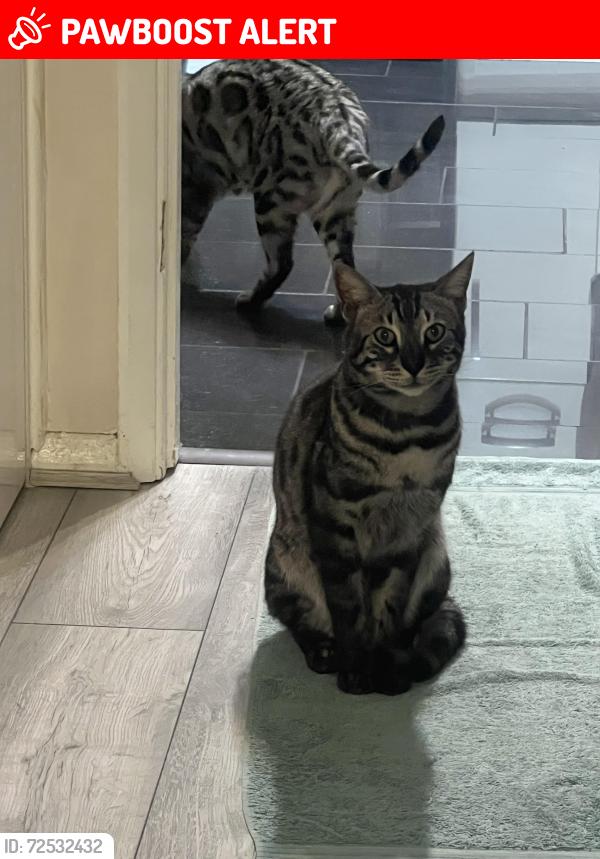 Lost Male Cat last seen Woodmer Close Shillington Bedfordshire sg53pa, Shillington, England SG5